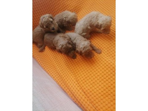 Toy poodle 3 dişi 2 erkek sağlık boy kilo garantili