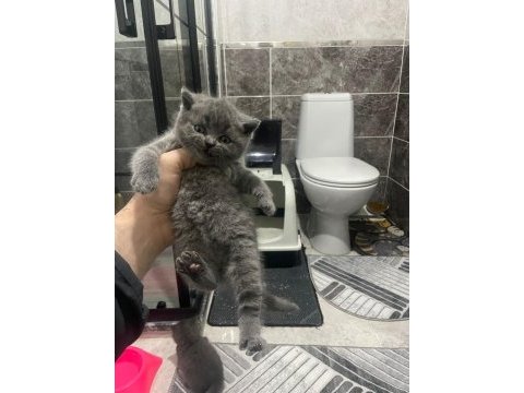 Koca kafalı sevimli british shorthair yavruları