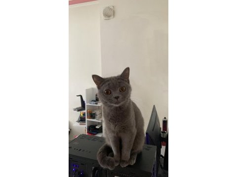 1 yaşındaki british shorthair kızımı sahiplendiriyorum