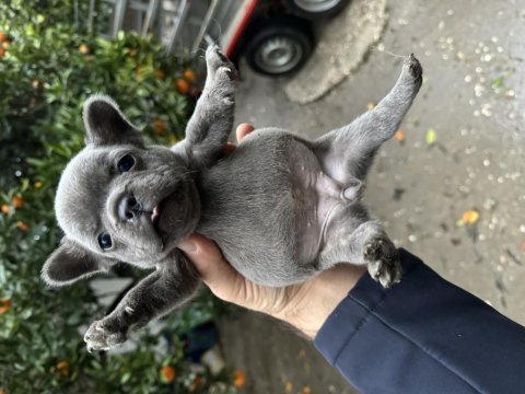 French bulldog bebekler 38 günlük