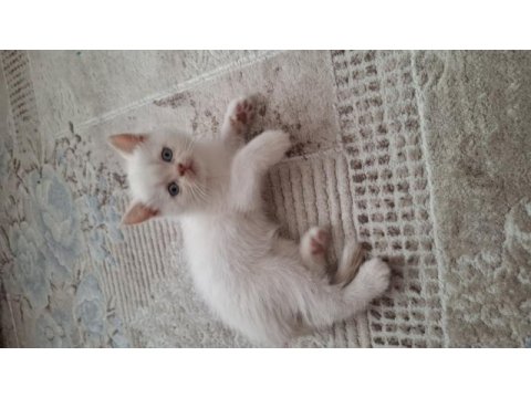 British shorthair kedimiz