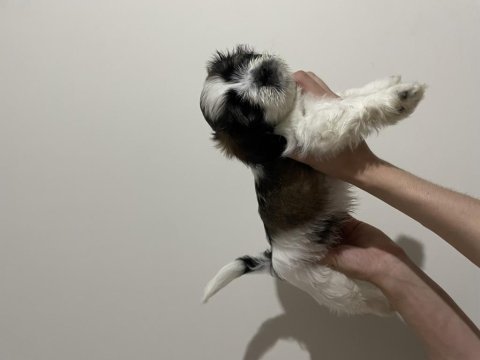 Shih tzu yavruları