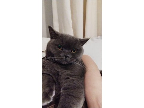 10 aylık dişi british shorthair kısırlaştırılmış