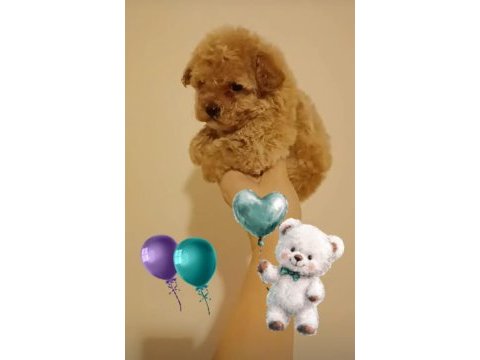 Dişi maltipoo yavru
