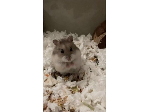 Her ırk yavru hamster ve malzemeleri adrese teslim vardır