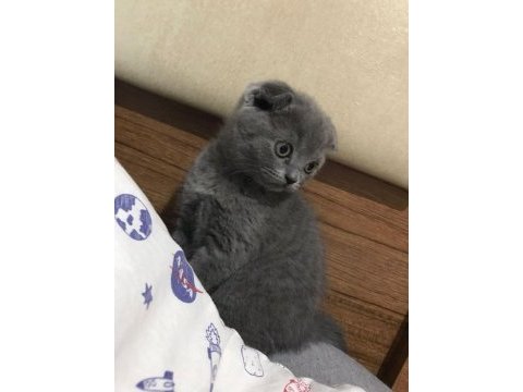 Safkan blue point mavi göz erkek blue scottish fold dişi