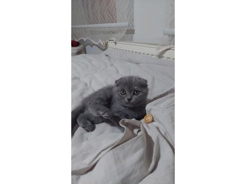 Scottish fold kedimiz