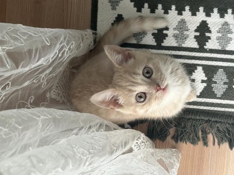 3 aylık minik kedim yuva arıyor