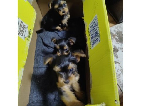 58 günlük 3 erkek yorkshire terrier yavrularımız