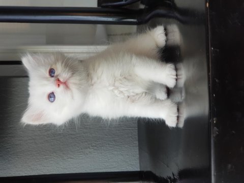 British longhair golden point