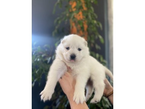 Orjinal safkan samoyed