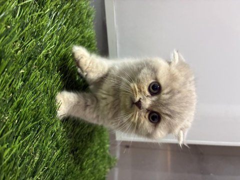 Lilac scottish fold yavrular