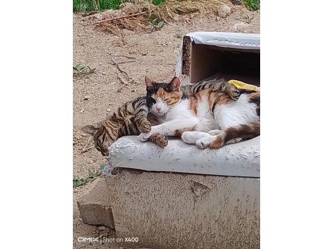 Terk edilen 5 aylık yavru kedilere acil yuva