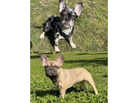 Aşılı ısabella ve fluffy taşıyıcı erkek french bulldog