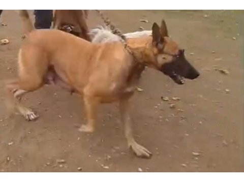 Belçika kurdu köpekler