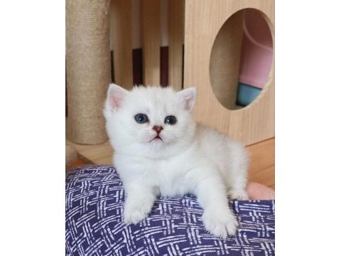 British shorthair yavruları