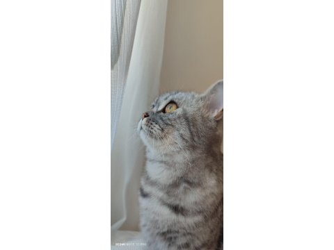 Ücretsiz 2 yaşında kısır dişi kedimiz