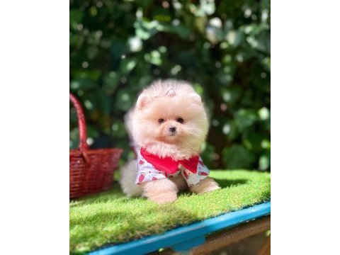 Orjinal pomeranian boo