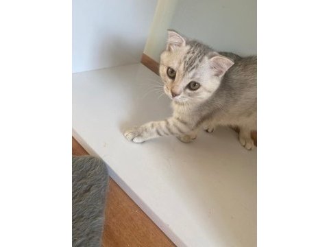 Scottish fold açık gri yavrumuz yeni yuvasını arıyor