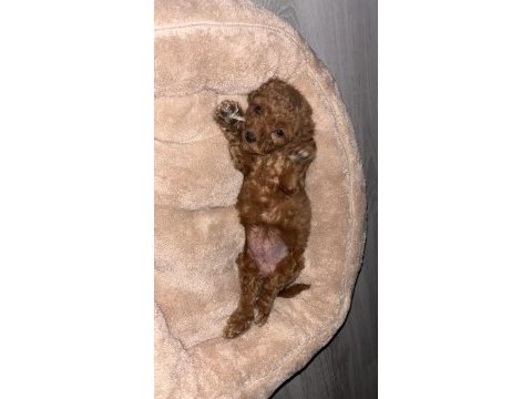 2 aylık sağlıklı ped eğitim dişi redbrown toy poodle