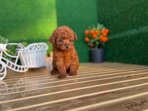Toy poodle bebekler referans yavrular