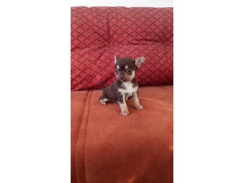 Orjinal elma kafa çikolata renk chihuahua