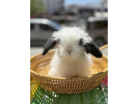 Yavru orjinal lop tavşanları