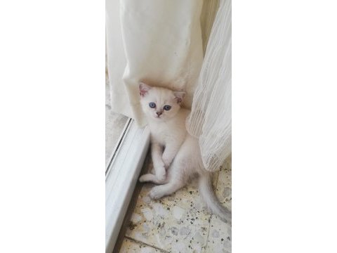 2 aylık silver lynx point erkek british shorthair uyguna