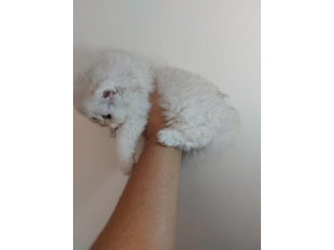 Güzelleri güzeli saf bebek british longhair
