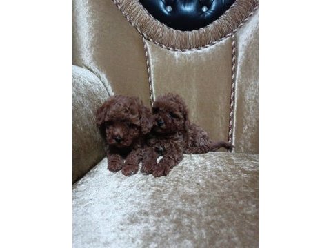 Red poodle yavruları