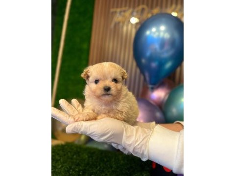 Teacup maltipo yavrularımız a kalite