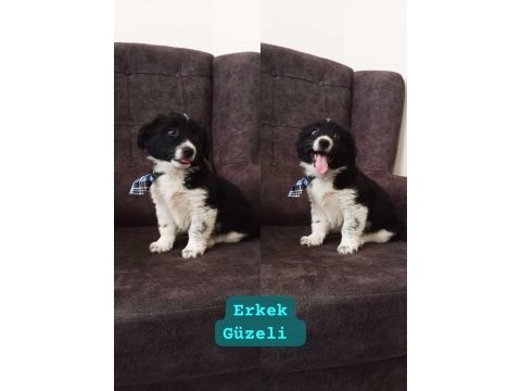 Bayram öncesi acil 2 aylık erkek güzeli border collie