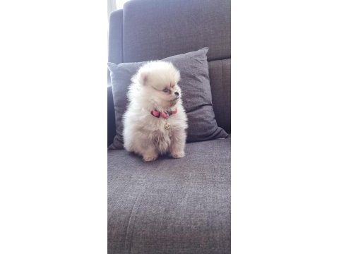 550 gr teacup pomeranian