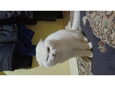 Scottish fold 2 yaşında kedimiz
