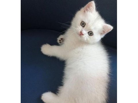 Orjinal safkan british shorthair yavrular