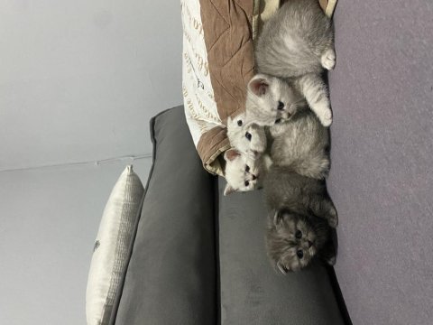 Scottish fold yavru kedilerimiz