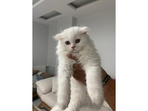 Scottish fold erkek yavru