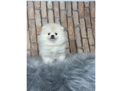 Pomeranian boo dünyası