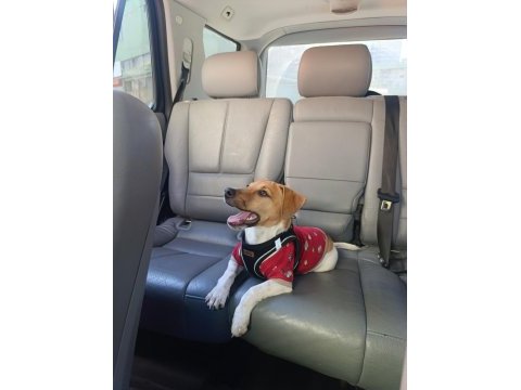 Orjinal saf kan jack russell