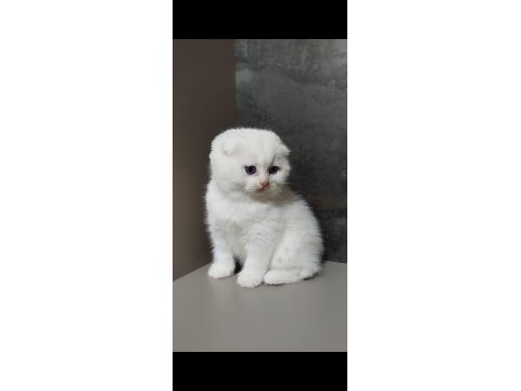 Şecereli babanın scottish fold bebeği