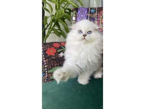 2 aylık biblo gibi yavru scottish fold