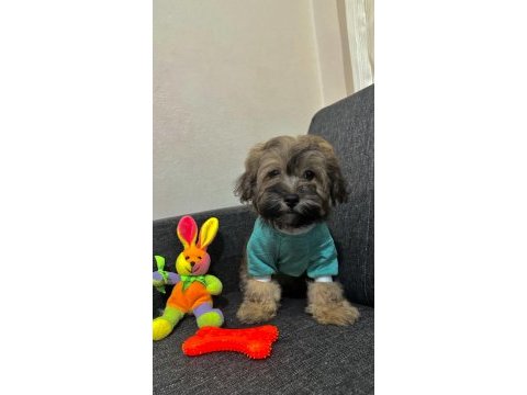 Ayı surat maltipoo yavrularımız