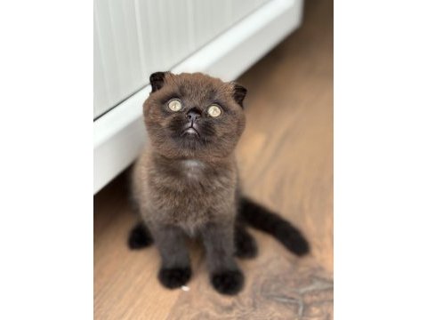 Scottish fold kedisi