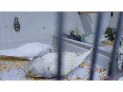Yeni yeme düşmüş muhabbet kuşu yavrular