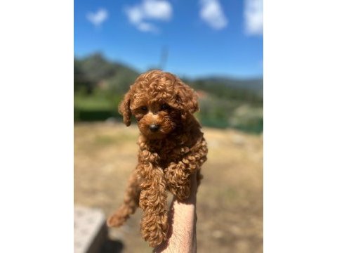 Toy poodle yavrularımız