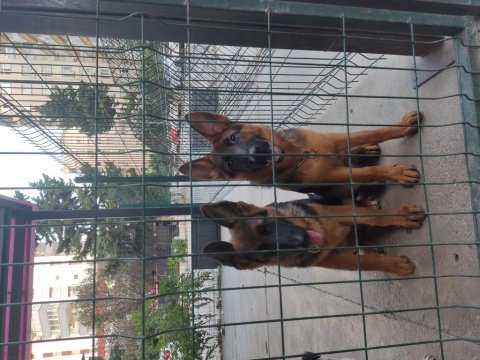 Orjinal alman çoban