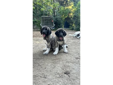 Dev yavru köpekler