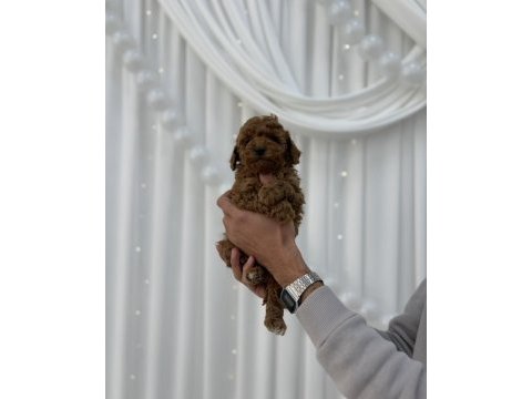 Toy poodle yavrular