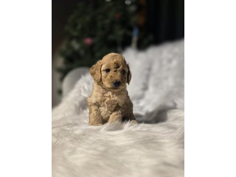 Orjinal teacup maltipoo yavrular