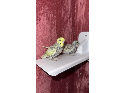 Yavru muhabbet kuşu